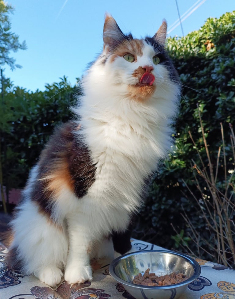 A long-haired calico cat licking its nose while sitting by a bowl of dry cat food outdoors.