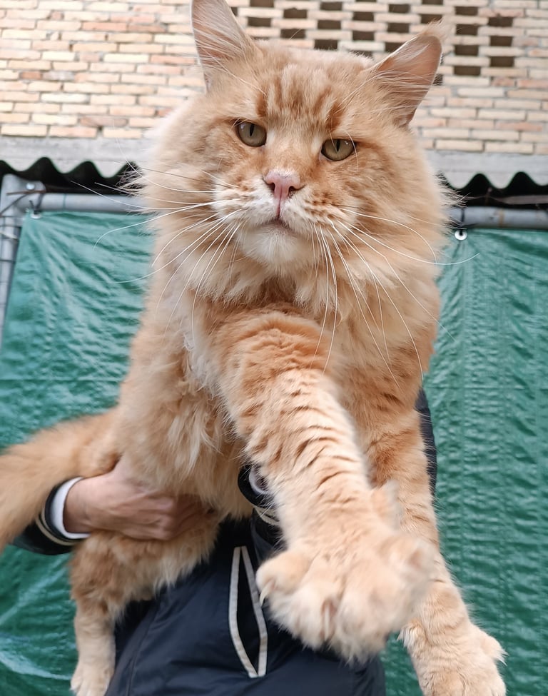 A large red Maine Coon cat with long fur and tufted ears being held by its owner.