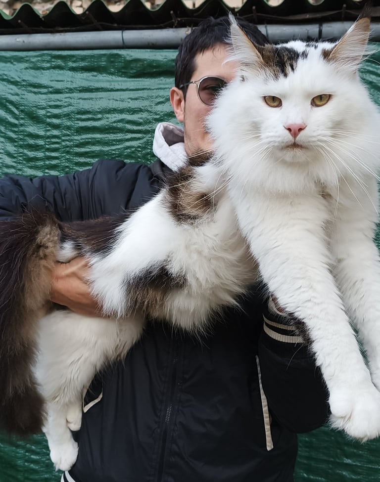 A man holding a large white and brown Maine Coon cat with long fluffy fur and tufted ears.
