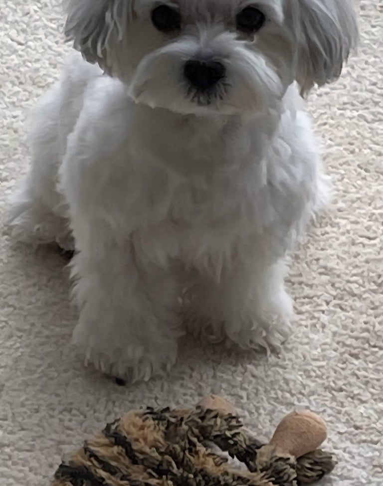 White Registered Mal-Shi Puppy sitting on Carpet in Texas.
