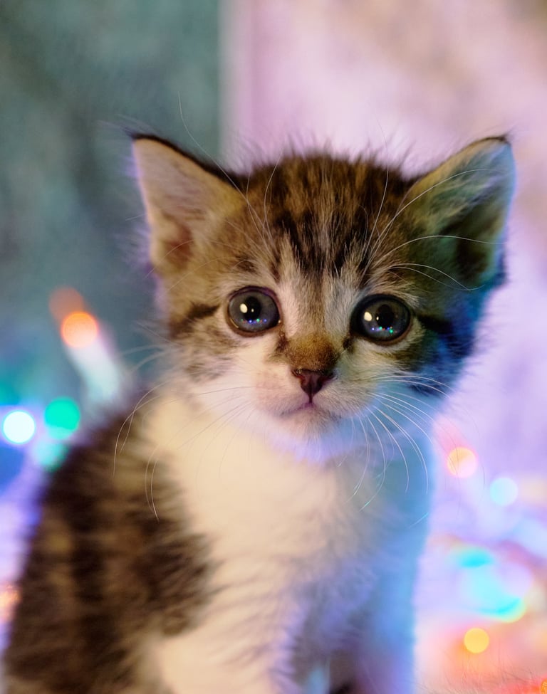 a kitten sitting on a blanket with a christmas lights in the background