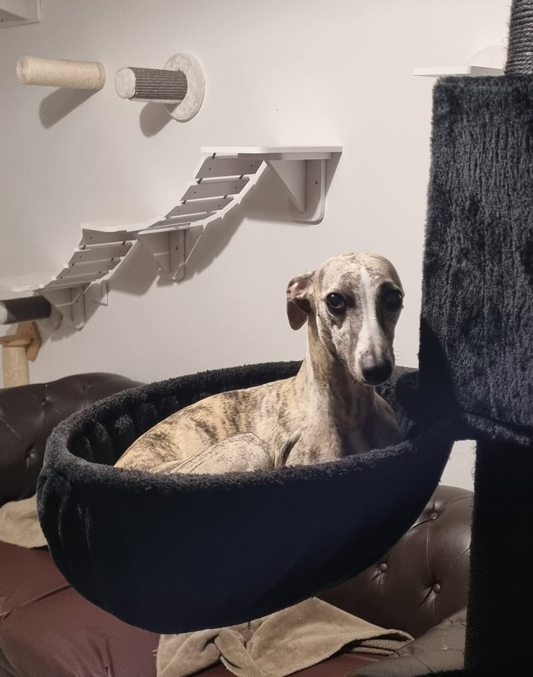 Whippet dans un arbre à chat
