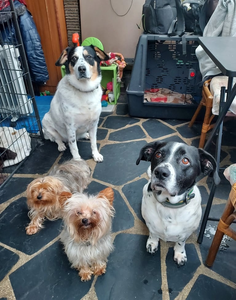 three dogs sitting on a rug in a room