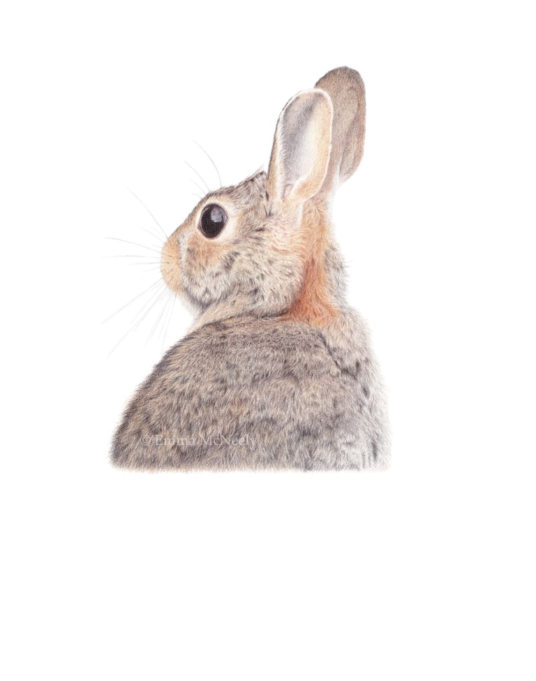 Rabbit wildlife portrait in colored pencil