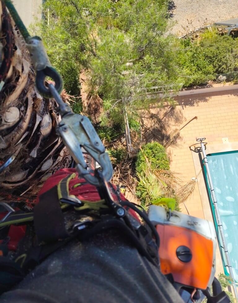 Professional arborist using safety climbing gear and a chainsaw for high-altitude tree trimming.