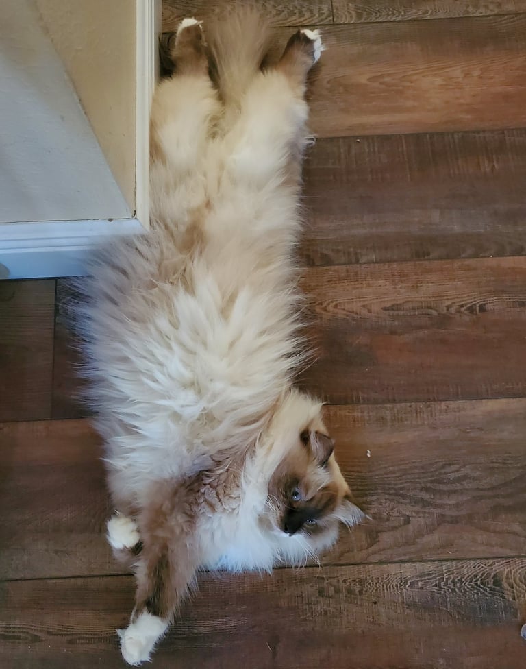 Color Point Siberian cat pregnant