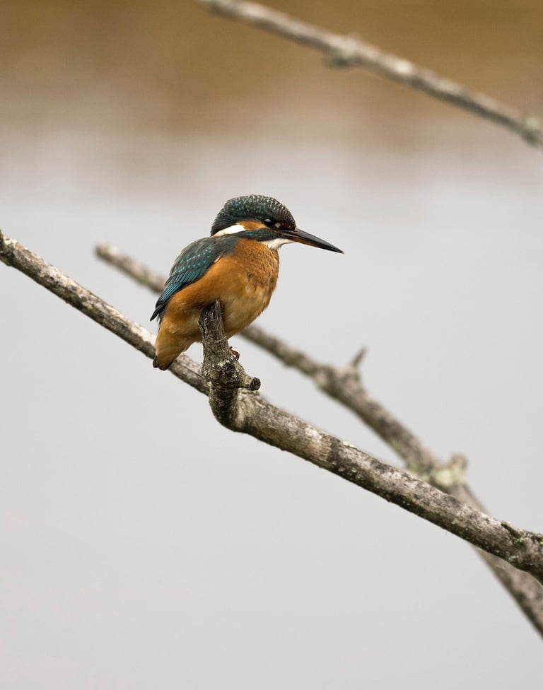 Eisvogel auf Ast – Beispiel aus dem Fotokurs Tierfotografie Basel.