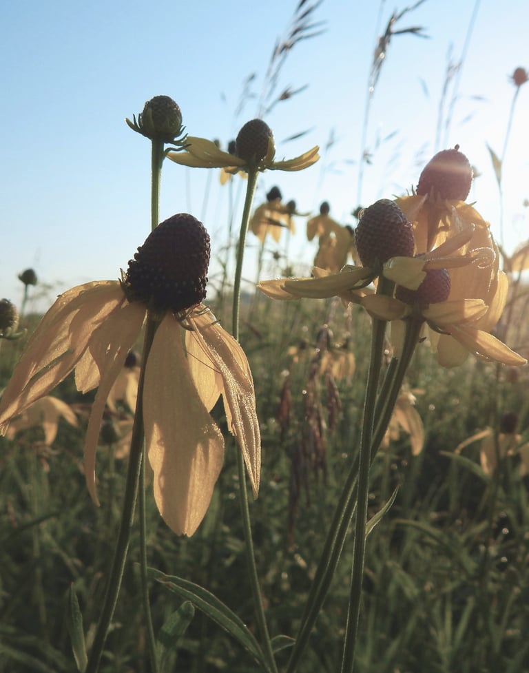 closeup of sunflowers in a field