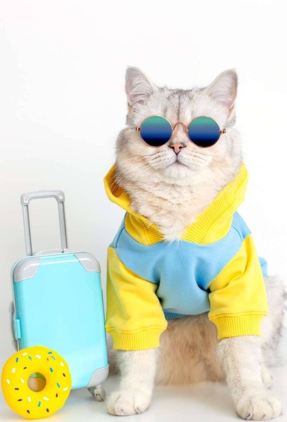 Un gato blanco y esponjoso, con una sudadera colorida y gafas de sol, sentado junto a una maleta