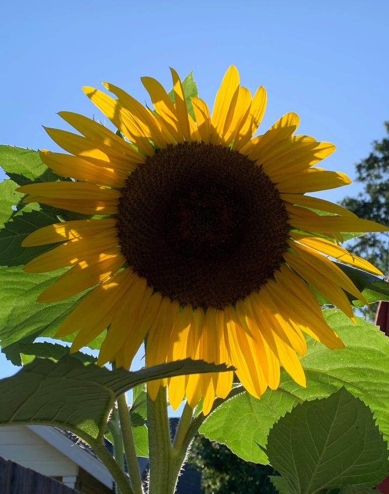 Large sunflower against a blue sky