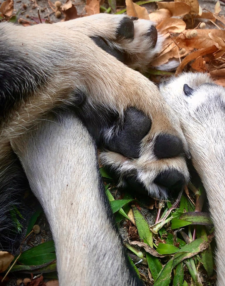 Pfoten von Welpe bei Pfotenbande Hundetraining