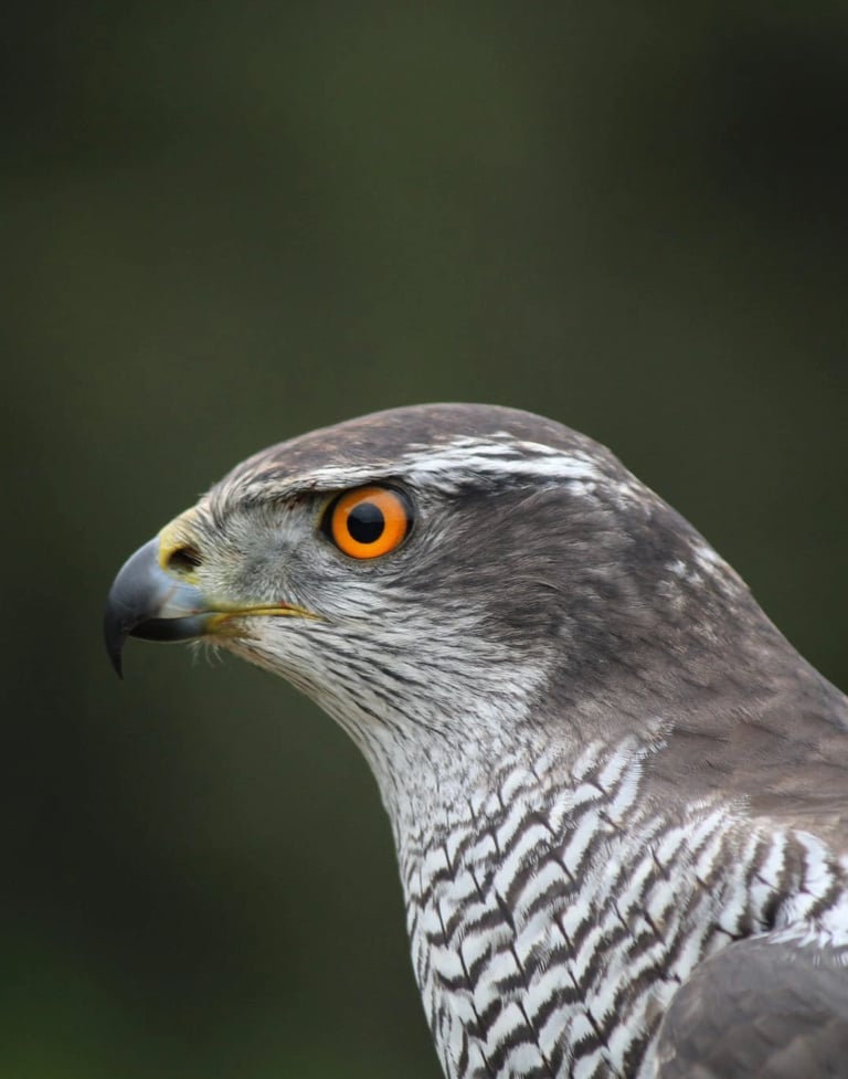 photo d'un autour des palombes