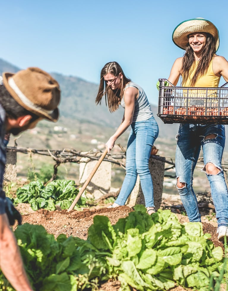 nature, corse , terre, tartinade, naturel, agriculture