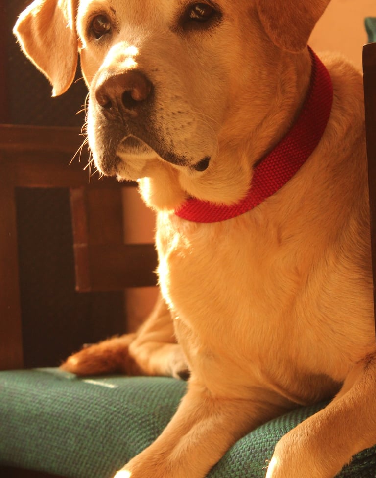 Dog Boarding, Dog Boarding near me, Pet Boarding, Pet Boarding near me, Dog Care, Happy Pettings