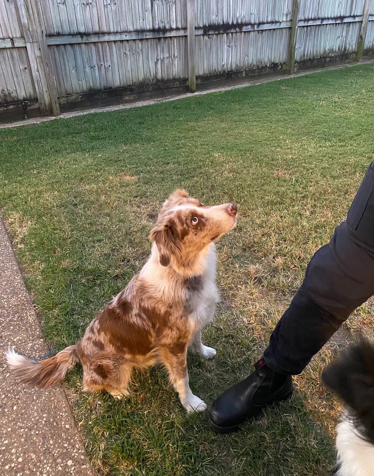doggy love to owner 