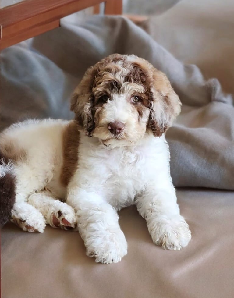 Chiot Aussie Doodle brun et blanc, endormi paisiblement dans un lit, avec une expression calme et ad