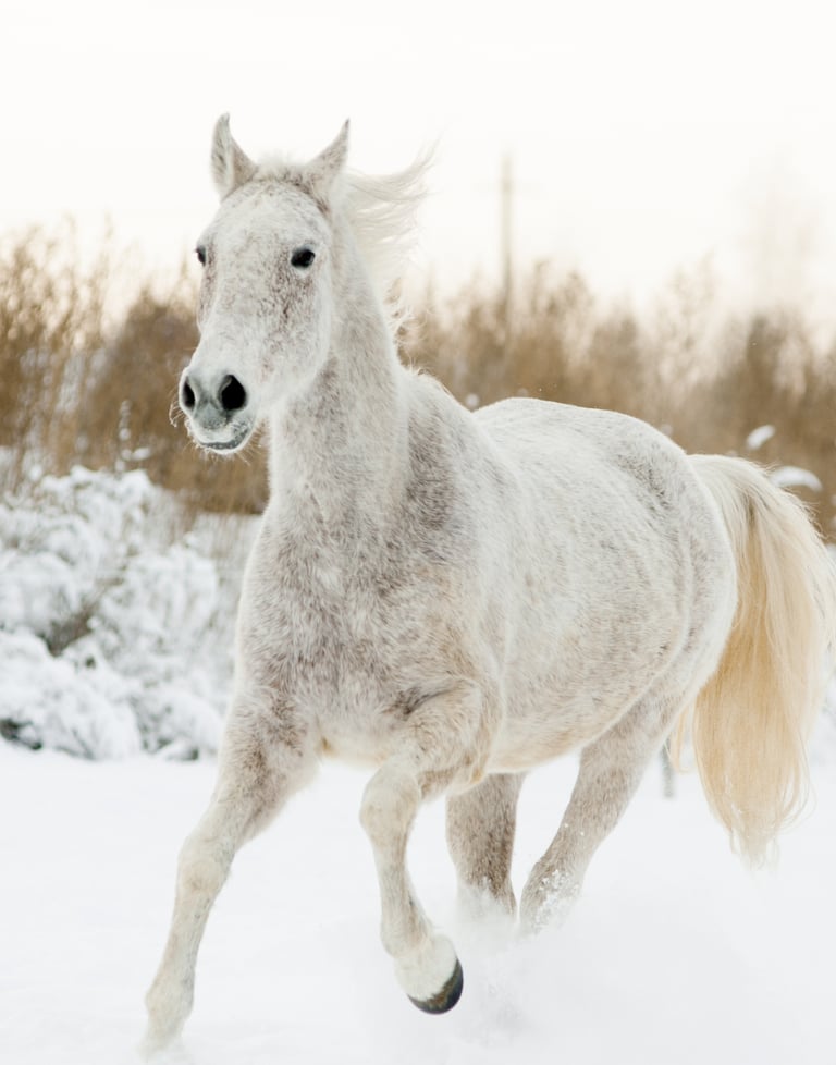 higher-self-meditation-2026-new-life-new-you