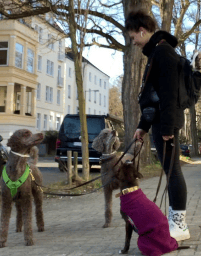 Nella beim Dogwalking in Braunschweig mit Kundenhunden