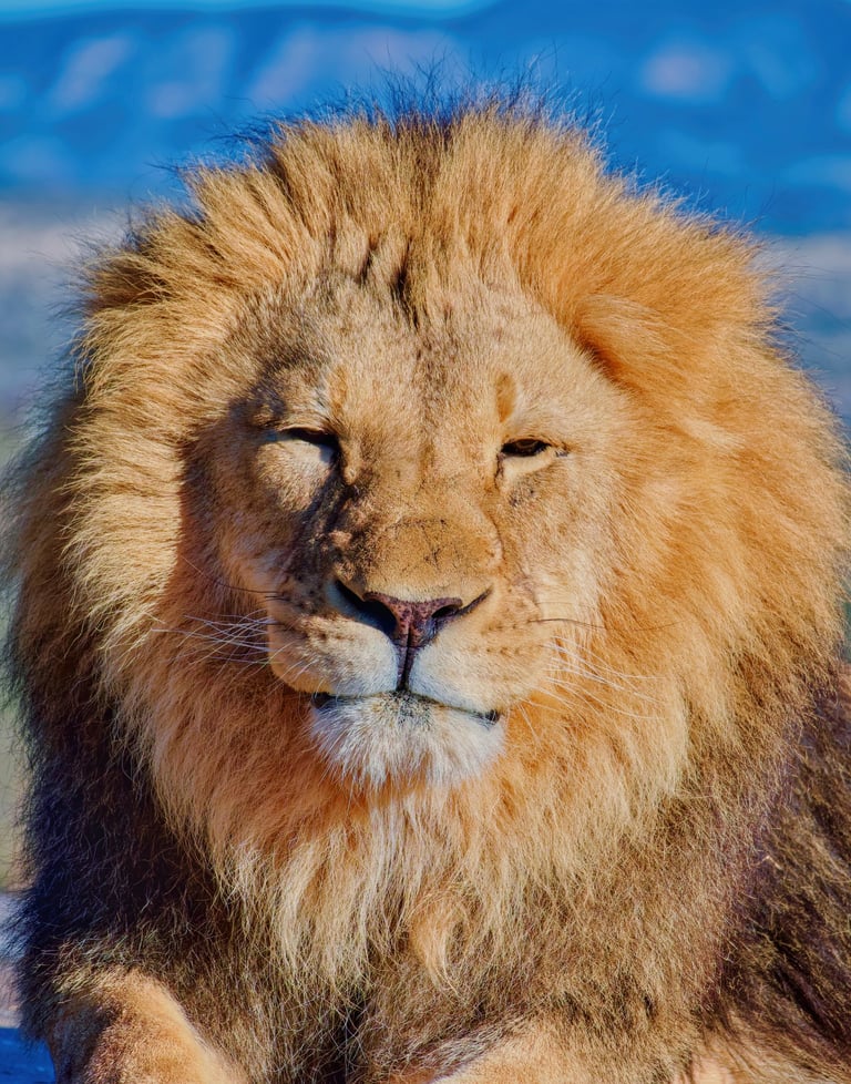 A majestic male African lion with a large golden mane basking in the sunlight against a blue sky.