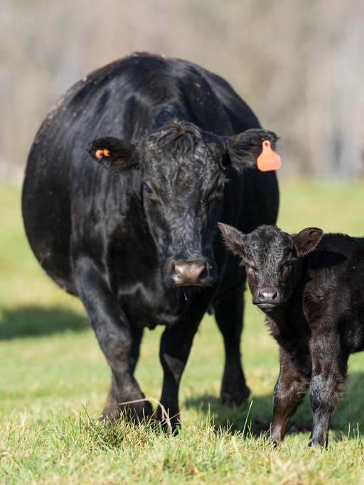 beef calf with mama cow in pasture