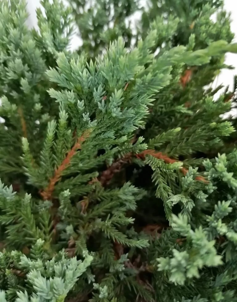 Juniperus blue chip color azul elegante