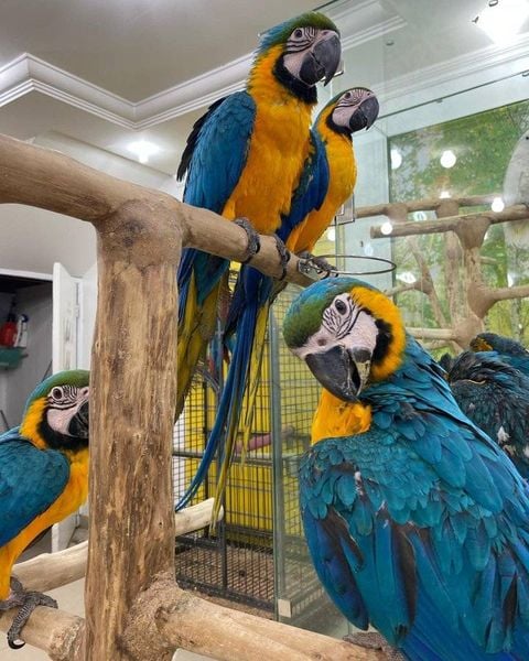 Blue and Gold macaws for sale exoticmacawparrots.com