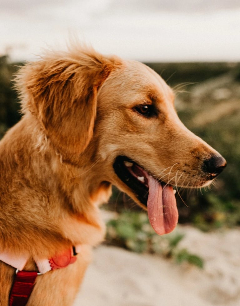Instalação de rede de proteção para cachorros em sacada de apartamento na Zona Sul de São Paulo
