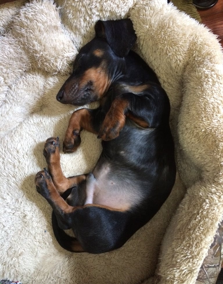 K-SCOOPS | Residential and Commercia Pooper Scooper in Forney, Kaufman, Heath, Rockwall, Terrell