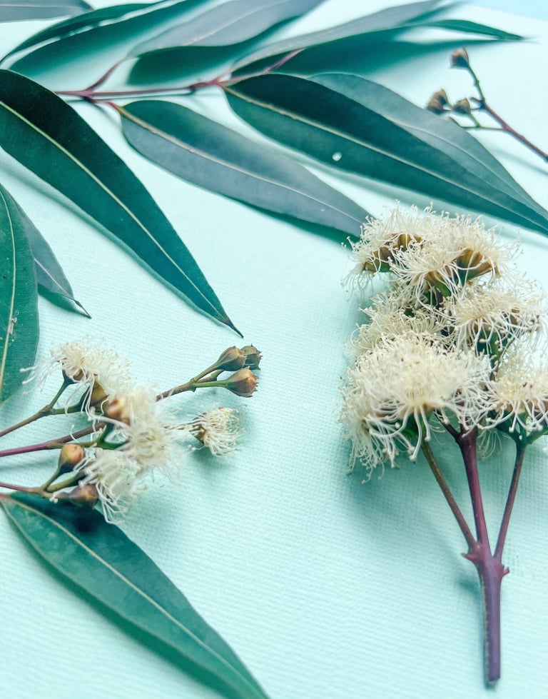 Angophora tree genus inflorescence and leaf 