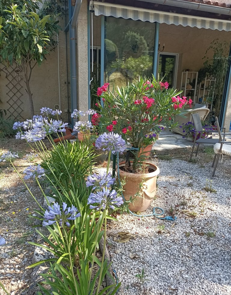 Agapanthus and Oleander
