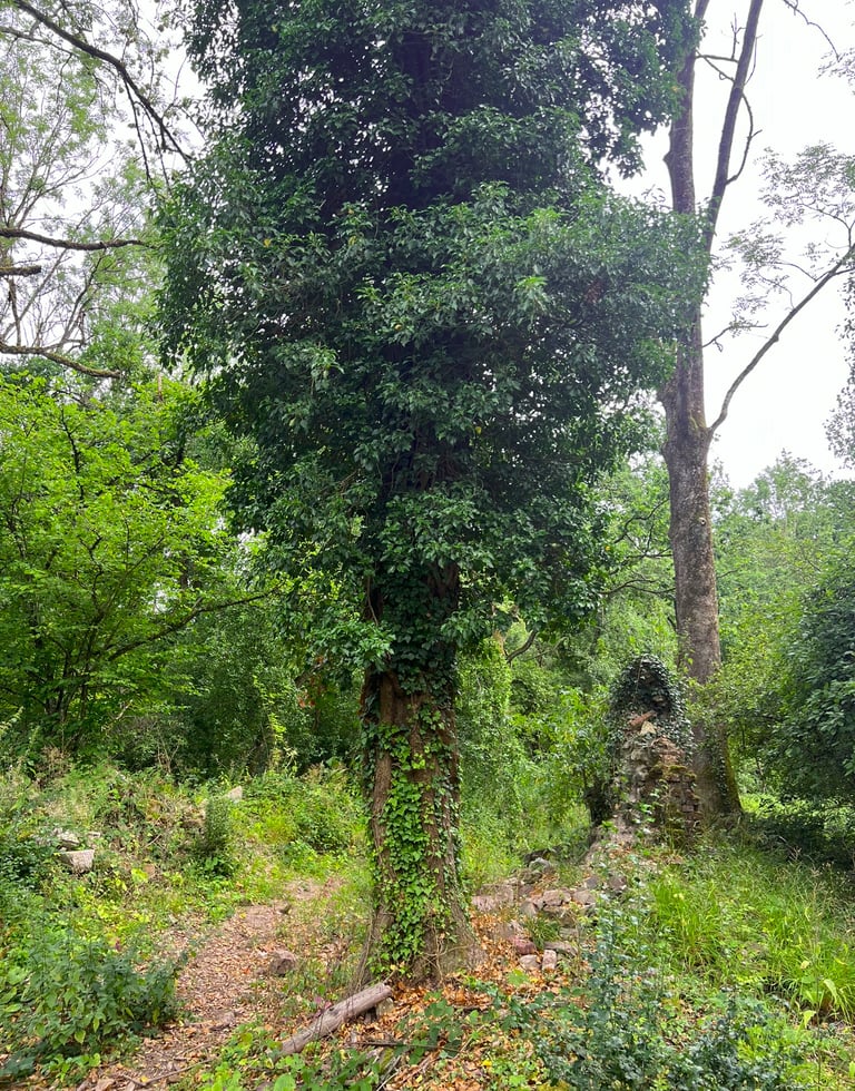 Boom in het midden van de foto, met vaag zichtbare muur van ruïne op de achtergrond.