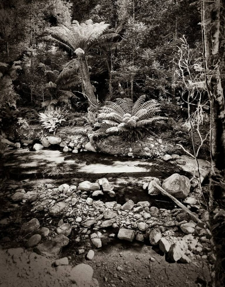 The Australian Journey - rainforest 16, 2024 ©Regina Anzenberger