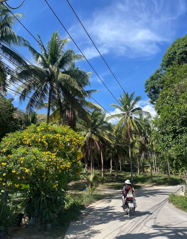 Skuter Koh Phangan palmy