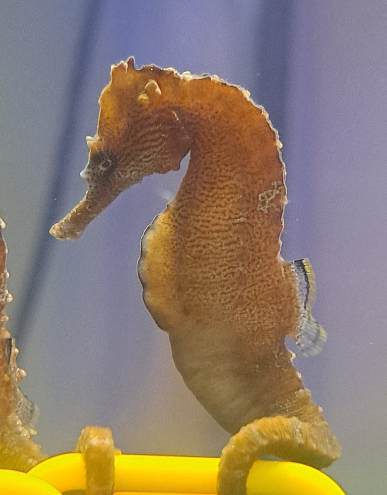 Male seahorse