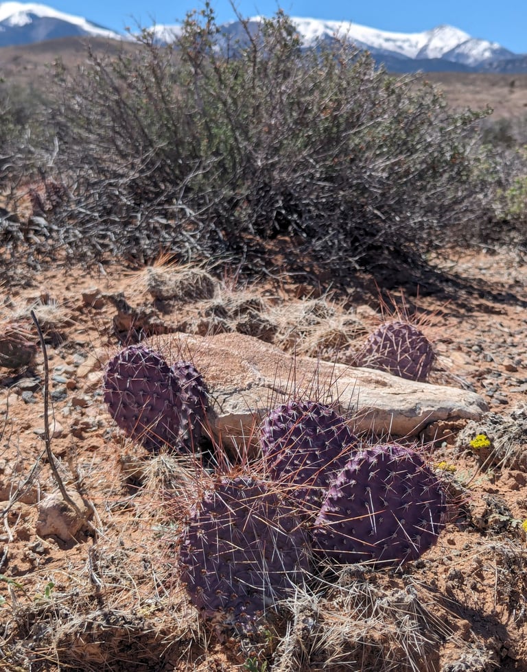 purple prickly pear, Hanksville, Ut, Hayduke Trail, backpacking