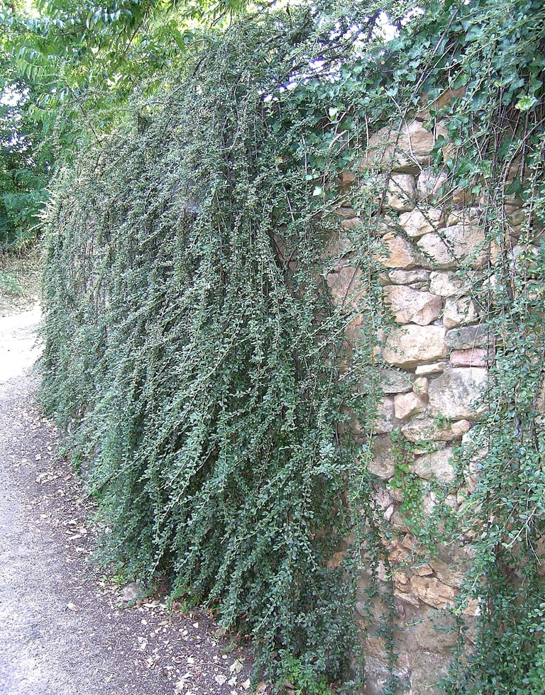 Mur habillé par un Cotoneaster
