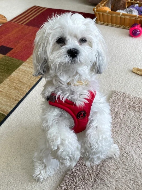 White Mal-Shi Puppy with red vest standing on hind legs.