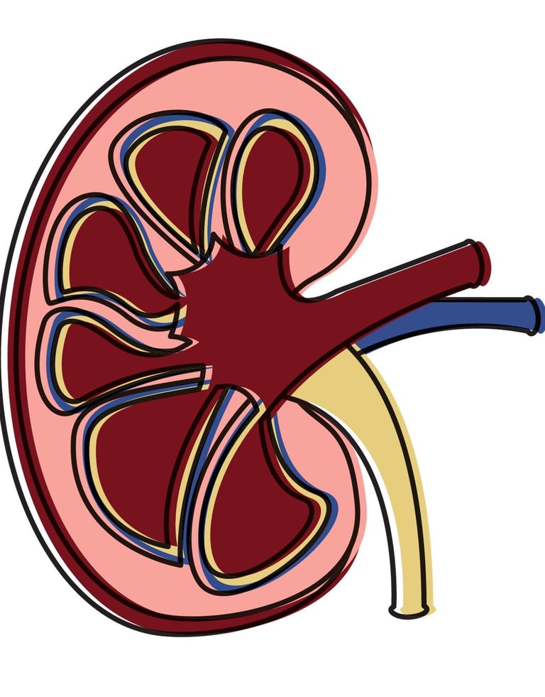 Kidney