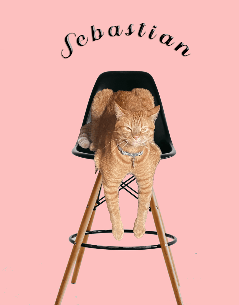 Orange-Tabby-on-bar-stool