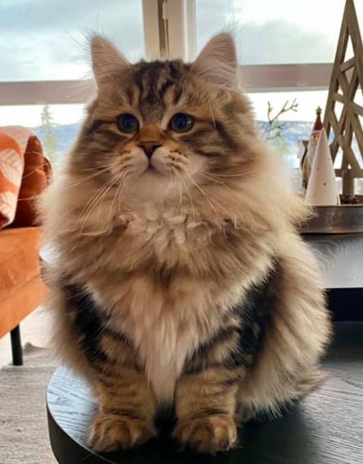 Vakker Sibirkatt fra NO*Rødrev oppdrett