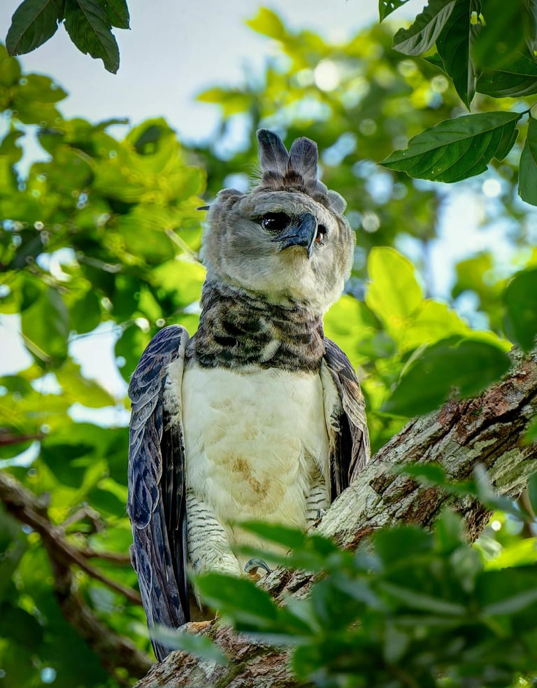 Manu National Park Photography Tour