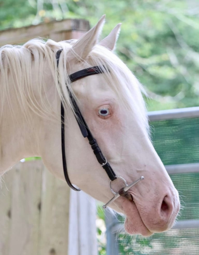 americain mare quarter horse jument cremello