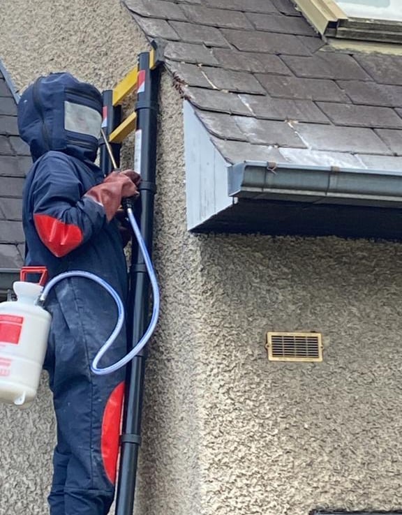 Intervention Safezzy sur toiture à Danjoutin pour élimination d’un nid de frelons européens
