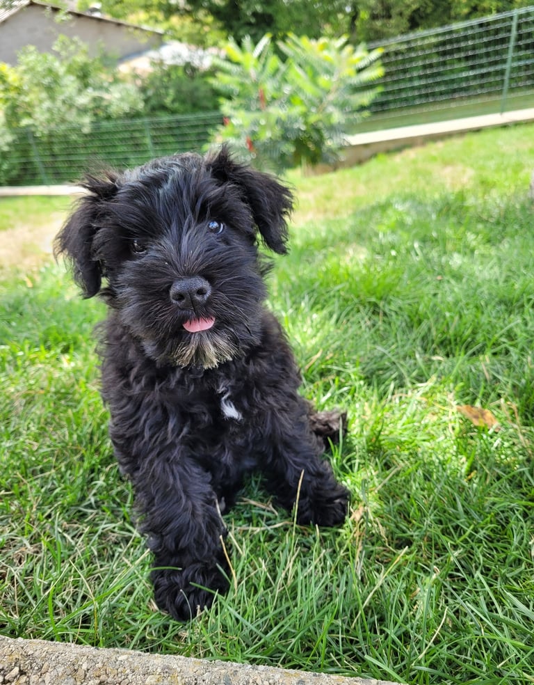 Aska des Diamants Noirs d'Also