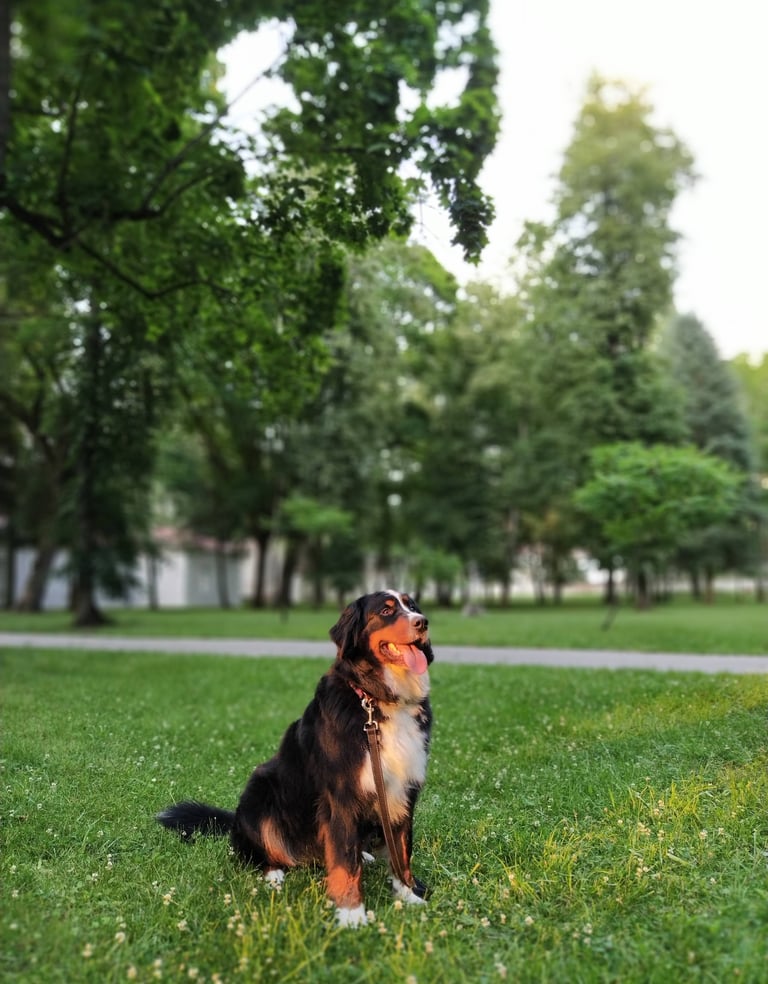 Berno zenenhundė Luna dresūroje