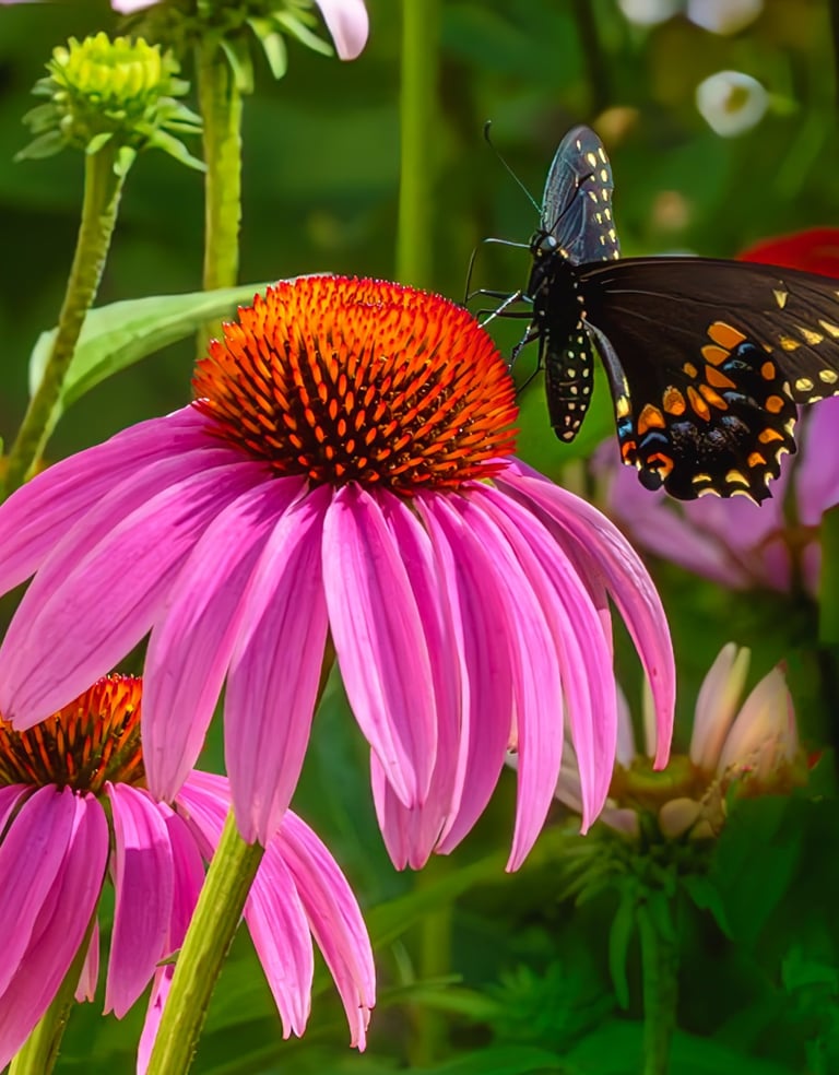 Swallow tail in the echinacea garden.