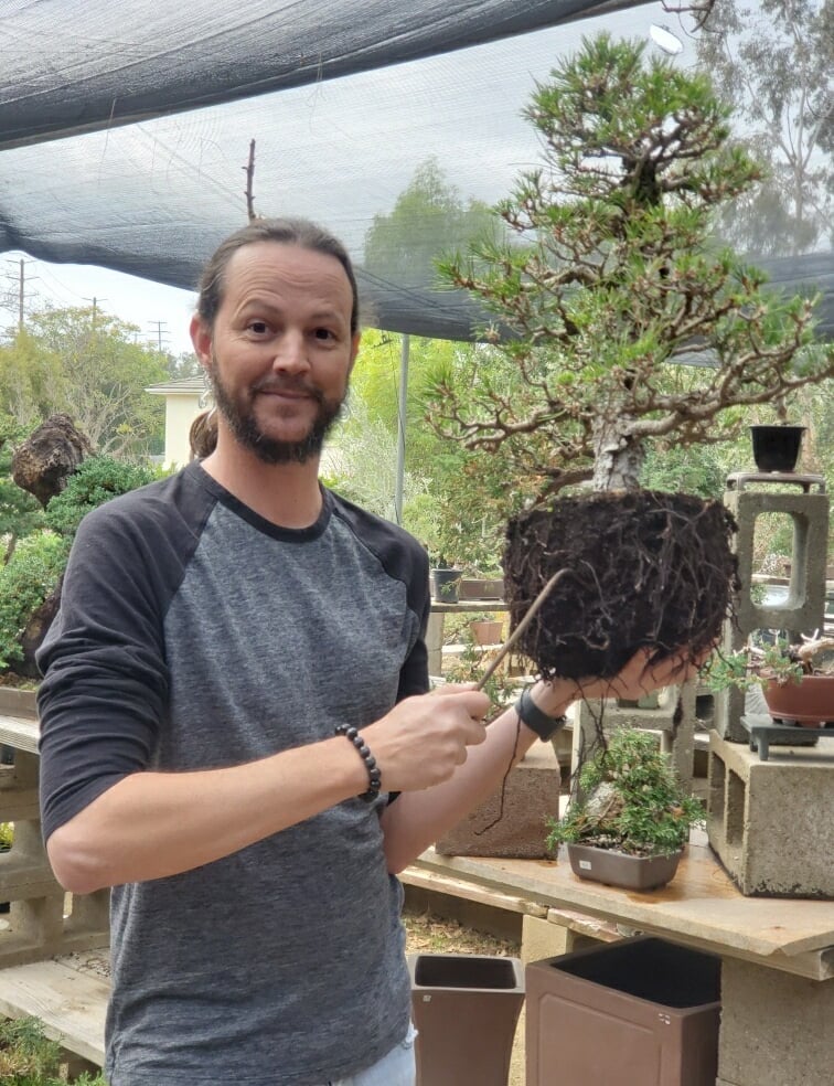 Colin Fraser Purcell repots a pine bosai