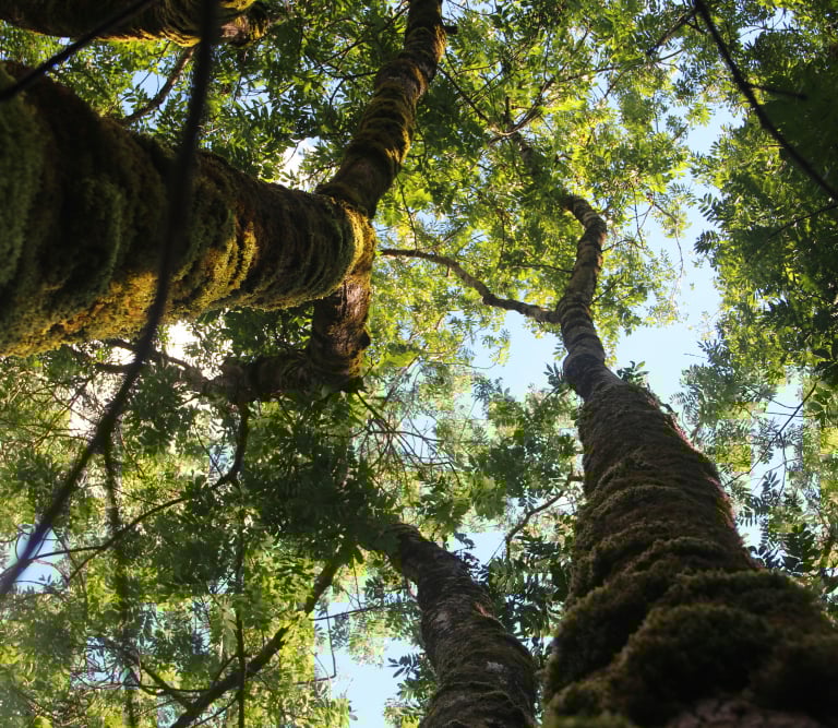 Low angle view of tree trunks reaching toward a sunny forest in Raleigh, NC