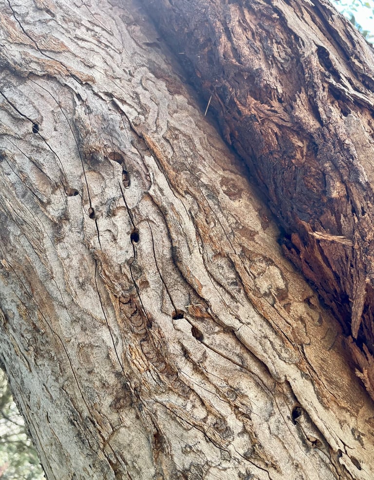 Heartwood and borer damage on Eucalyptus tree