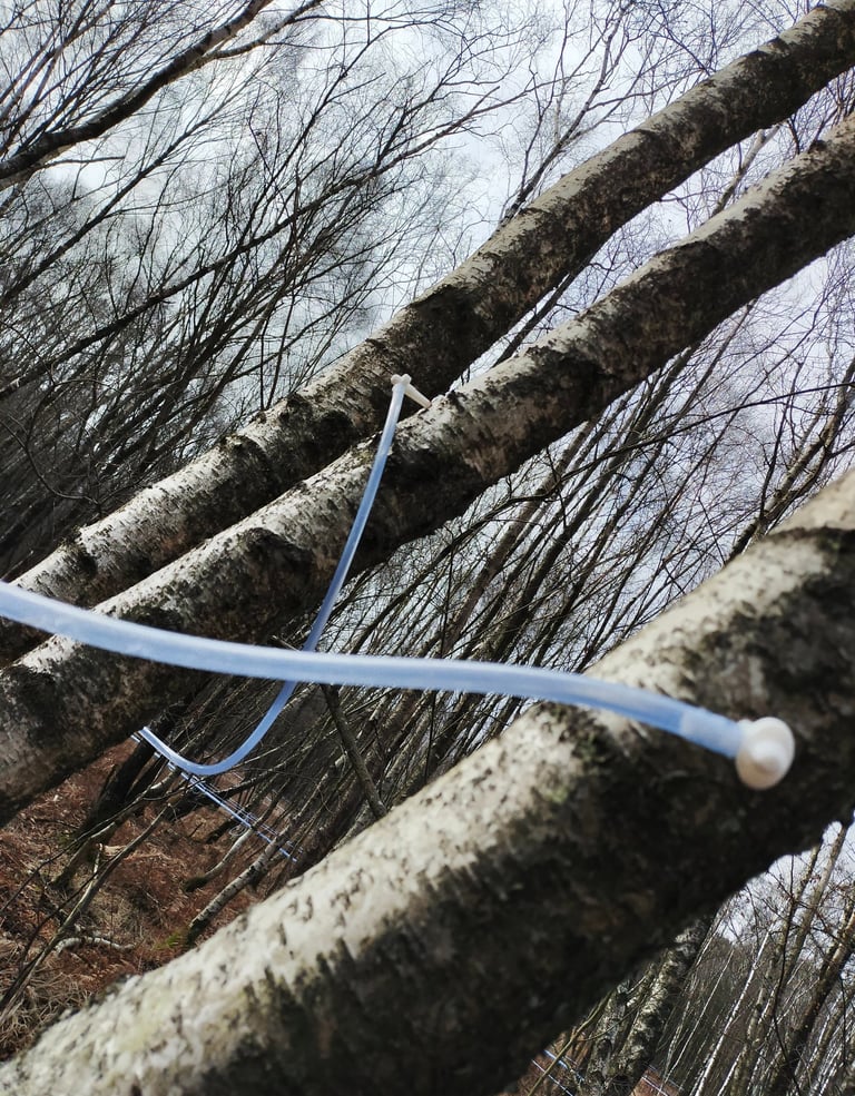 Installation d'une parcelle de bouleau pour la récolte